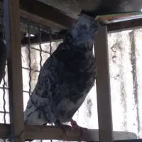 کبوتر|پرنده|تهران, سبلان (لشگر)|دیوار