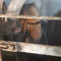 نر بز آلپایین|حیوانات مزرعه|مشگین شهر, |دیوار