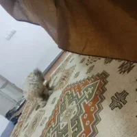 فروش سگ پاکوتا