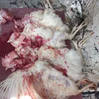 مرغ و خروس|حیوانات مزرعه|قم, دروازه ری|دیوار