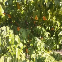 فروش باغ ۴ ساله با انواع درختان، جباراباد دینور|فروش دفتر صنعتی، کشاورزی، تجاری|سنقر, |دیوار