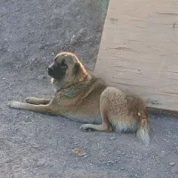 سگ گله