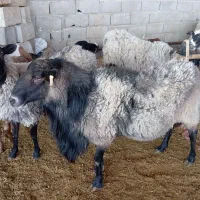 قوچ رومانف|حیوانات مزرعه|رادکان, |دیوار