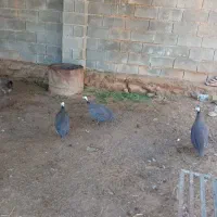 مرغ|حیوانات مزرعه|اهواز, حصیرآباد|دیوار