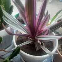 گل وگلدان شاداب