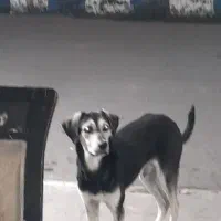 گمشده|حیوانات|آستانه اشرفیه, |دیوار