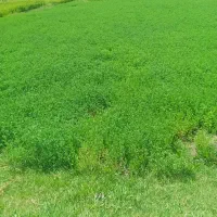 سلام فروش یونجه چین ۲دو۳