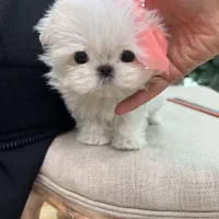 مالتیپو عروسکی و مالتیز عروسکی