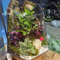 تراریوم چندوجهی دیوار صخره‌ای