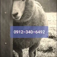 کد 3 بدون زنگ خور