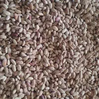 لوبیا چیتی فرد اعلا ومرغوب زودپخت