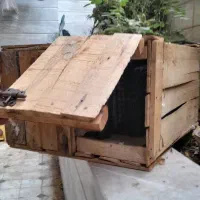 کجه کبوتر و جوجه