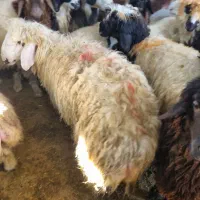 ۸ راس بره پرواره، چاق چاق