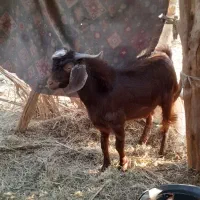 یک گیسه ودوتا چپش نری چاق چاق|حیوانات مزرعه|بم, |دیوار