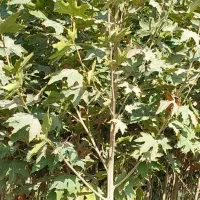 نهال چنارمشهد*مقاوم ترین چنارباشرایط آب وهوای مشهد