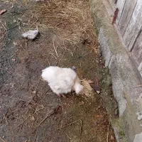 جوجه لهستانی