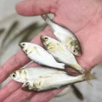 بچه ماهی فیتوفاگ