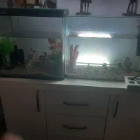 آکواریوم سالم و ارزان فروشی