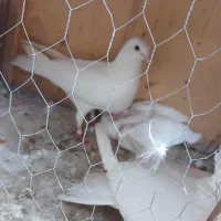 ۱ جفت دوکت با یه ماده سفید و ۲ تا جوجه