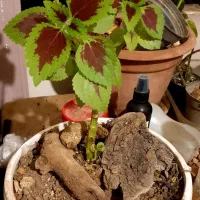 روغن گیاهی