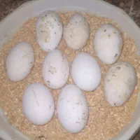 تخم غاز نطفه دار