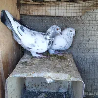 کبوتر پرشی|پرنده|خمینی‌شهر, |دیوار