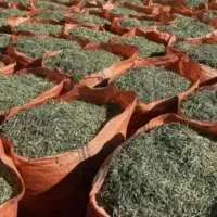 یونجه شیلیف گرفته