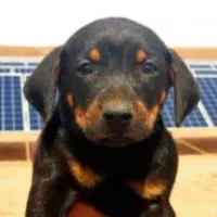 توله میکس مالینیوز دوبرمن