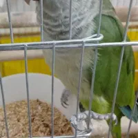 طوطی راهب گمشده