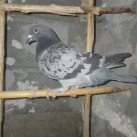 کفتر