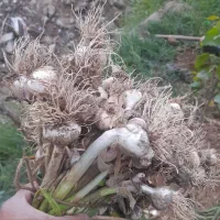 سیر محلی