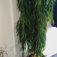 پشتی کناره|پشتی|کرمان, |دیوار