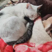 واگذاری گربه