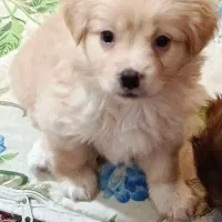 توله سگ واگذاری|سگ|شیراز, بریجستون|دیوار