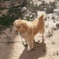 سگ پا کوتاه