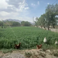 مرغ تخمگذار