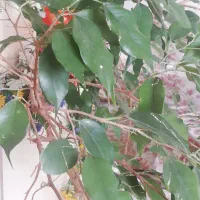 گیاه بنجامین