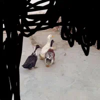 اردک محلی تخم گذاری