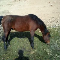 یه اسب کردویه مادیان کرد|اسب و تجهیزات اسب‌سواری|ارومیه, |دیوار