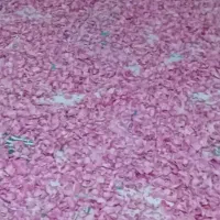 پر و غنچه امسال به قیمت مناسب
