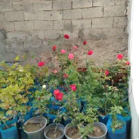 گل های محمدی|گل و گیاه طبیعی|مشگین شهر, |دیوار