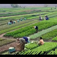 سرکارگر کار کشاورزی