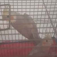 یک جفت طوطئ عروس نر و ماده بالغ فروشی فوری