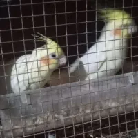 عروس هلندی|پرنده|سیب و سوران, |دیوار