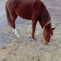 اسب نژاد دره شوری|اسب و تجهیزات اسبسواری|پاتاوه, |دیوار