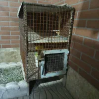 قفس|لوازم جانبی حیوانات|کرمان, |دیوار