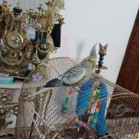 فروش یک جفت عروس هلندی با تمام لوازم