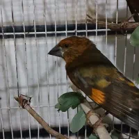 جوجه سهره سیاه نر کمیاب