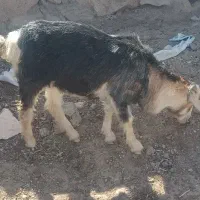 بزغاله حراج