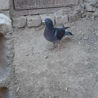 کبوتر چاپی|پرنده|هامون, |دیوار